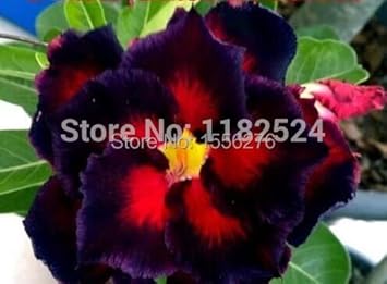 Heirloom Non-GMO Sky Blue Adenium Obesum Flower Seeds for Planting – Exotic Desert Rose Seeds - Non-GMO for planting in home garden